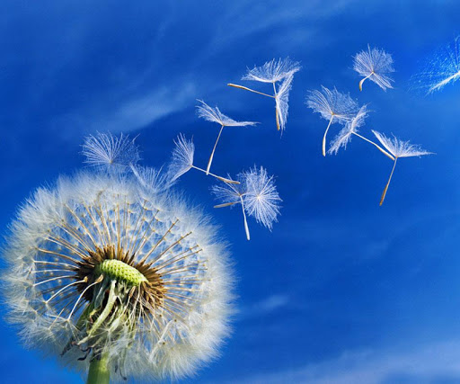 【免費解謎App】Galaxy S5 Dandelions Puzzles-APP點子