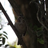 Rufous-Collared Sparrow/Tico-Tico