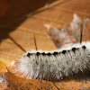 Hickory Tussock Moth Caterpillar