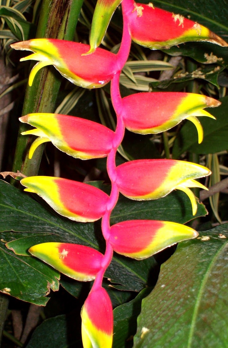 Hanging Lobster Claw Project Noah