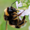Buff-tailed Bumblebee; Abejorro Común