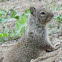 Ground squirrel