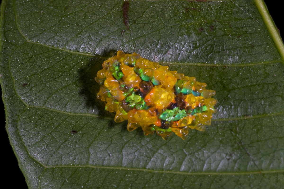 Jewel caterpillar of a dalcerid moth