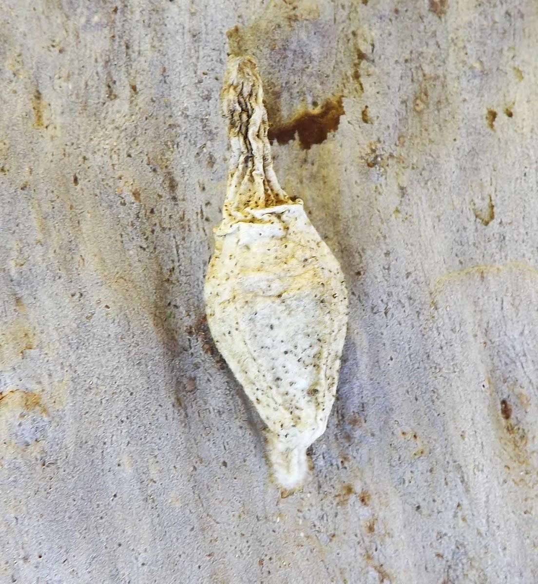 Ribbed Case Moth