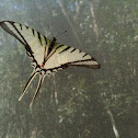 Tailed Butterfly