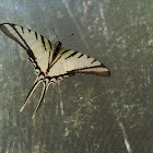 Tailed Butterfly
