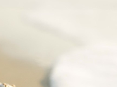 √1000以上 壁紙 砂浜 貝殻 172005