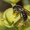 Flower Wasp