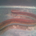 Common Asian Swamp Eel / Rice Paddy Eel