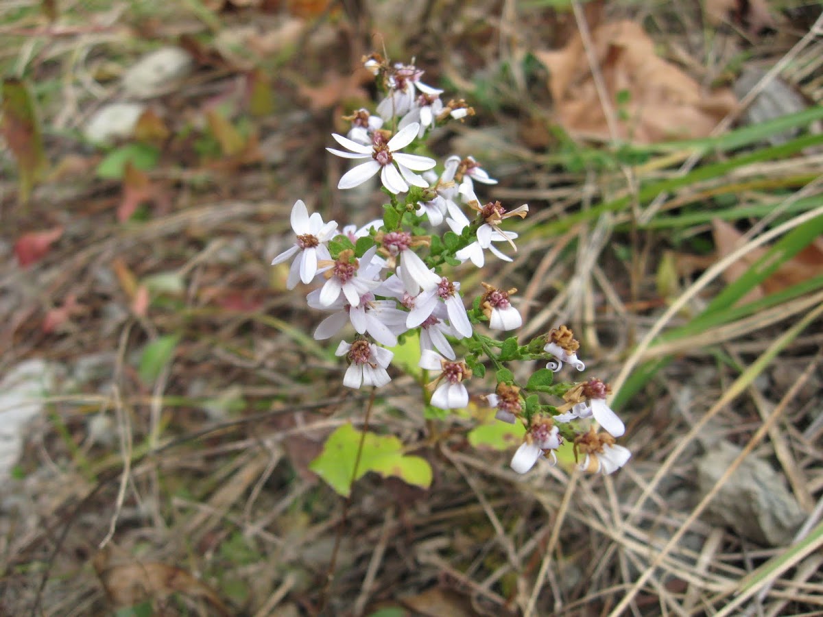 Unidentified flowers