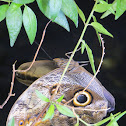 giant owl butterfly