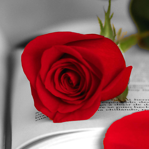 Visual Sant Jordi Roses Books 旅遊 App LOGO-APP開箱王