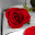 Visual Sant Jordi Roses Books Download on Windows