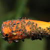 Aphids