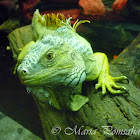 Green Iguana