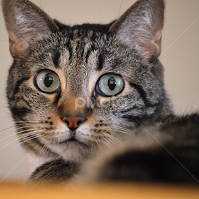 by Dee Schindler VanBilliard - Animals - Cats Portraits