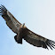 Griffon vulture; Buitre leonado