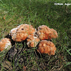 Bleeding Tooth Fungus