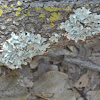 Lichen foliose