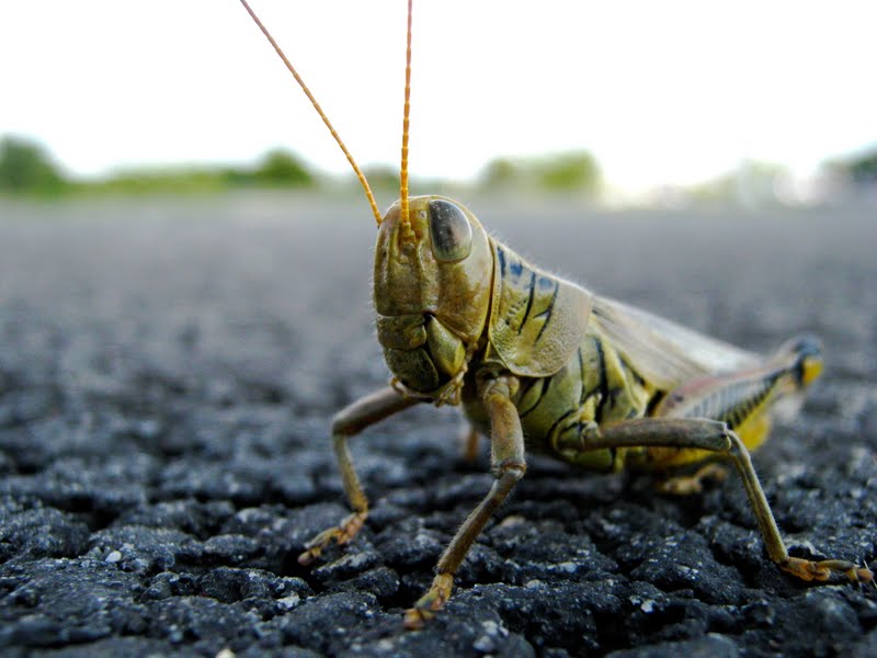 Locust 