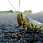 Locust 