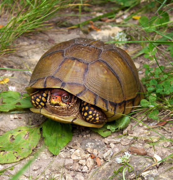 Three-toed Box Turtle | Project Noah