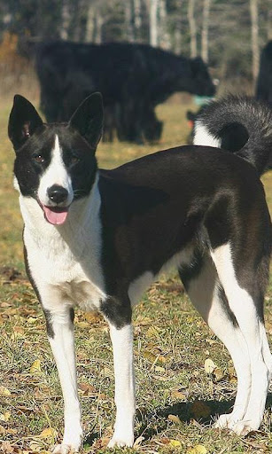 カナン犬ジグソーパズル