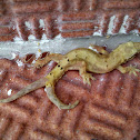 Common Gecko - Limpiacasa