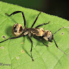 Golden Carpenter Ant