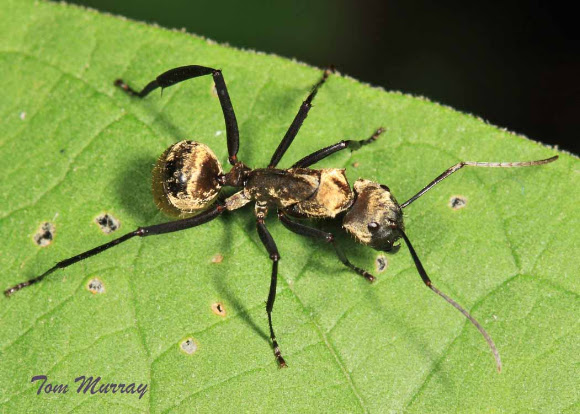 Golden Carpenter Ant | Project Noah