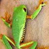 Gaudy leaf frog