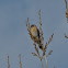 American Kestrel