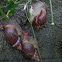 Giant African Land Snail