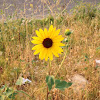 Prairie sunflower