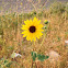 Prairie sunflower