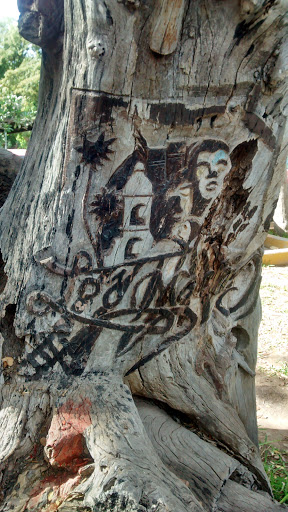 Árbol Del Centenario De Los Mochis