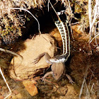 Common Garter Snake