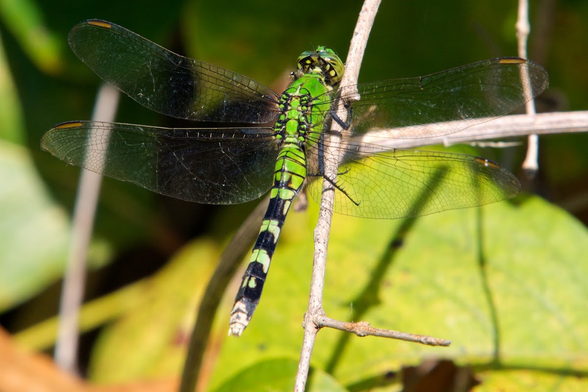 Eastern Pondhawk dragonfly (female)