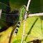 Eastern Pondhawk dragonfly (female)
