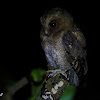 Collared Scops Owl