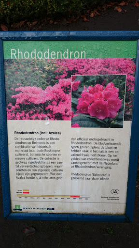 Rhododendron (incl. Azalea)