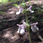 Hedge Nettle