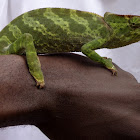 Graceful chameleon