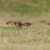 Spotted Munia