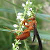 Carolina Paper Wasp (male)