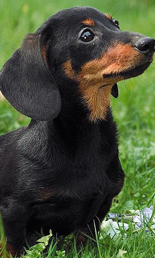 Dachshunds Wallpapers