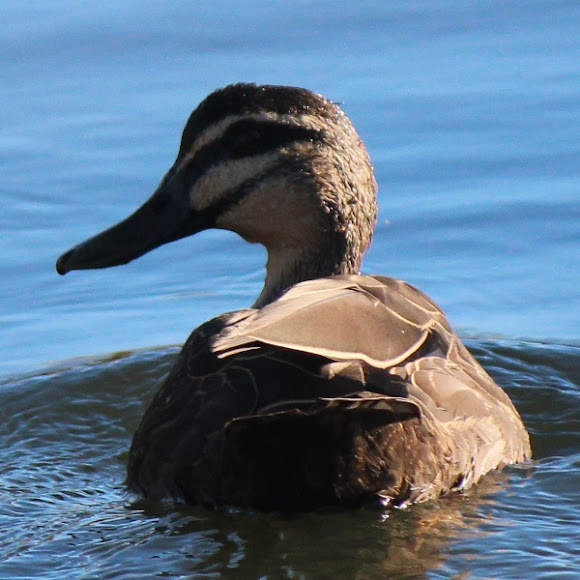 Pacific Black Duck Project Noah