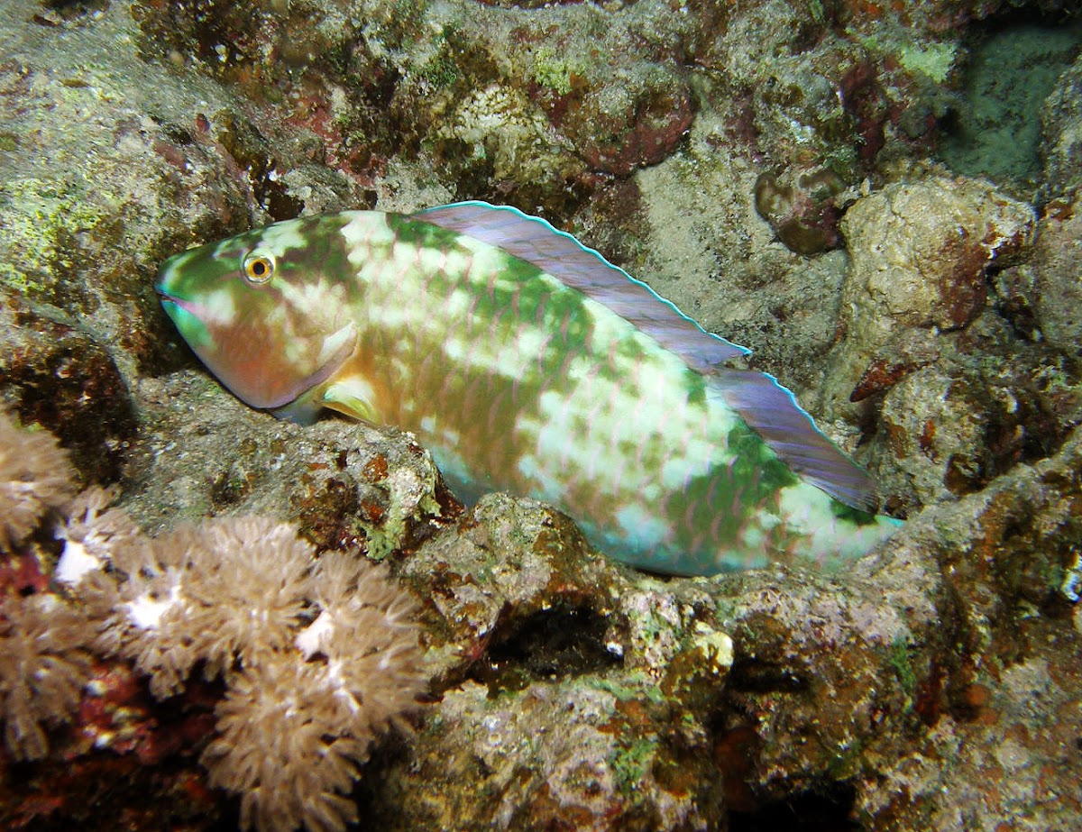 Candelamoa parrotfish