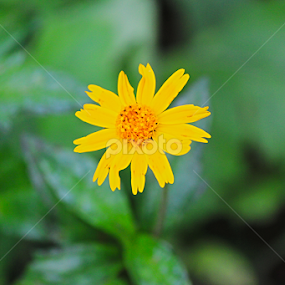 Belladona by Arjun Madhav - Flowers Single Flower