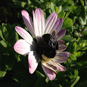 Yellow-Faced bumble bee